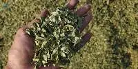 Henna Powder