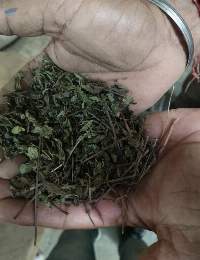 Mint Leave's Dried