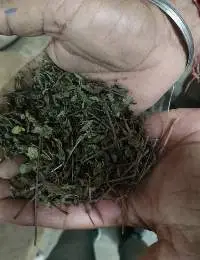 Mint Leave's Dried