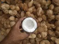 Semi Husked Coconut