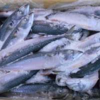 Frozen Pacific Mackerel