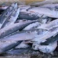 Frozen Pacific Mackerel