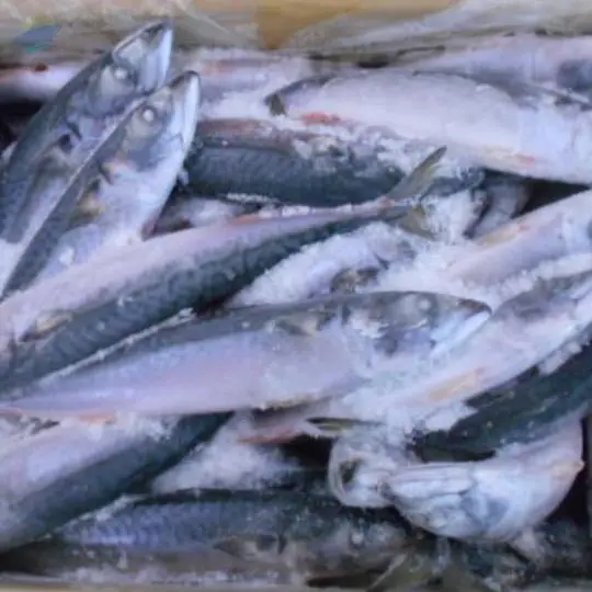 Frozen Pacific Mackerel