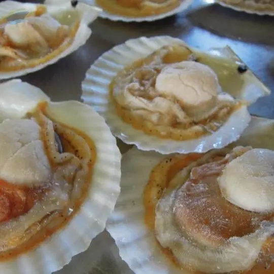 Frozen Scallop Whole Shell