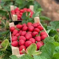 Strawberries