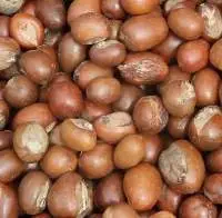 Shea Nut