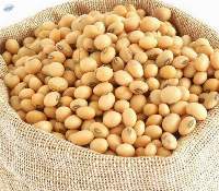 Soya Beans