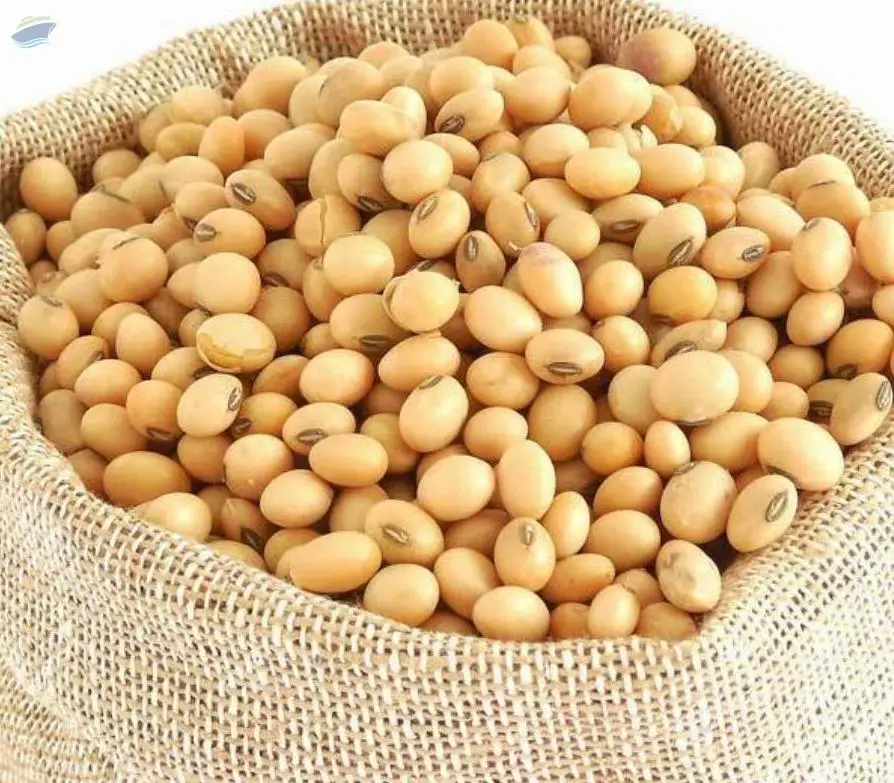 Soya Beans