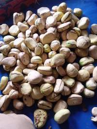 Kola Nut White And Colour