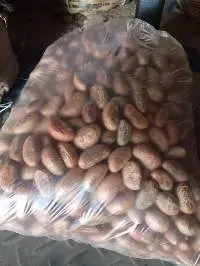 Bitter kola nut