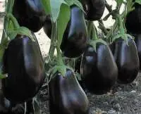 Fresh Brinjal