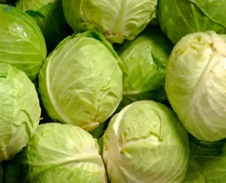 Cabbage