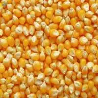 Corn Maize