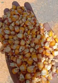 Yellow Maize/ Corn Maize