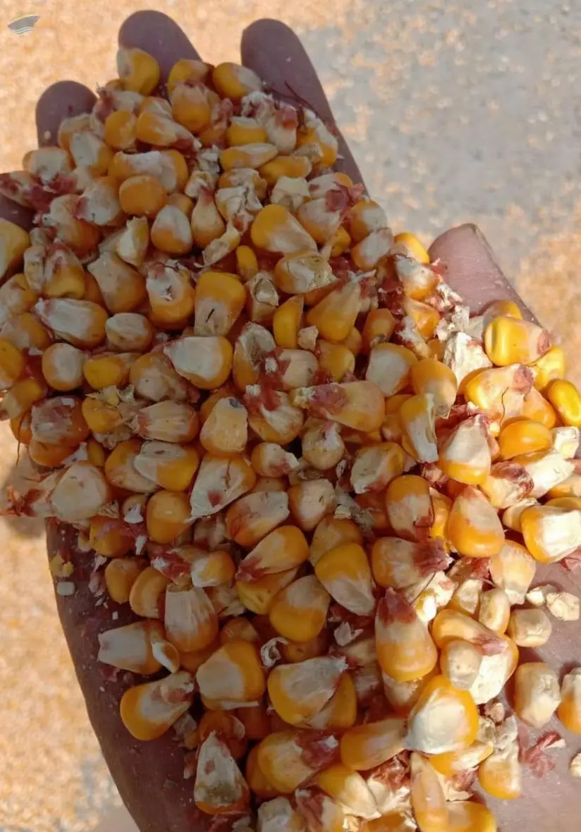 Yellow Maize/ Corn Maize