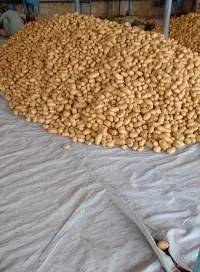 Pakistan Potato