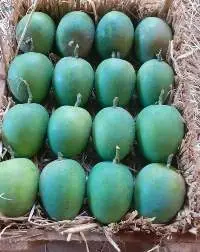 Ratnagiri Alphonso Mango