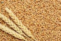 Wheat Grains