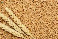 Wheat Grains