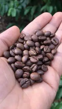 Roasted Coffee Beans