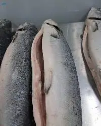 Salmon
