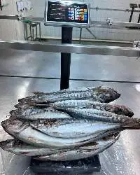 Atlantic  Mackerel