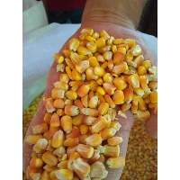 Yellow Corn