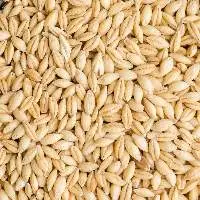 Barley