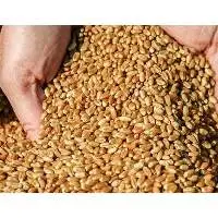Wheat