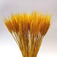 Wheat Flour