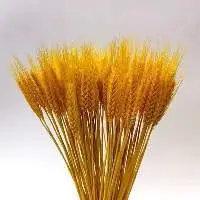 Wheat Flour
