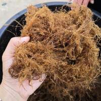Bamboo Fiber