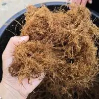 Bamboo Fiber