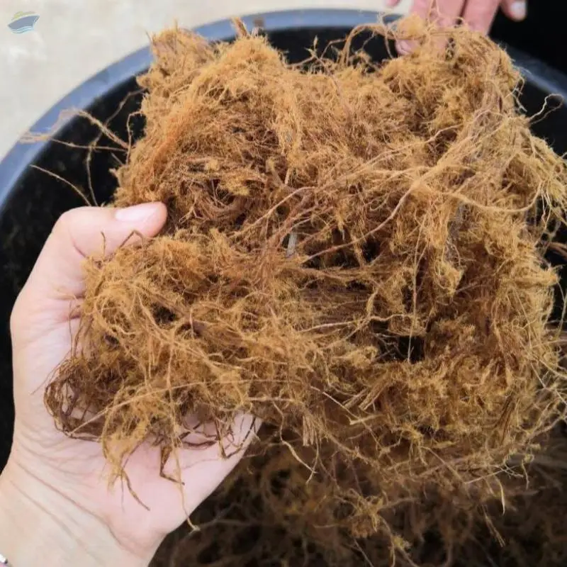Bamboo Fiber