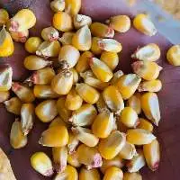 Corn