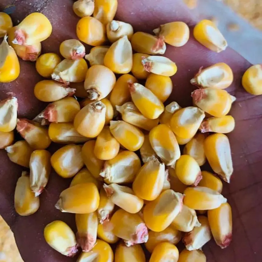 Corn