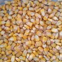 Yellow Corn