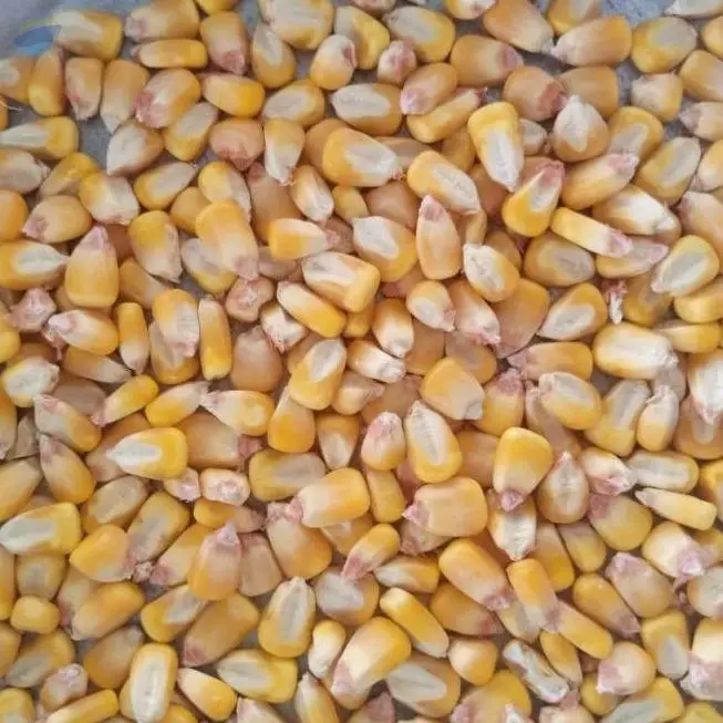 Yellow Corn