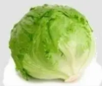 Iceberg Lettuce