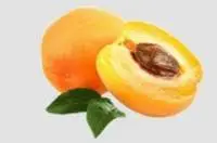 Apricot