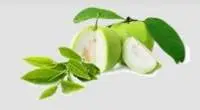 Guava
