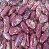 Purple Speckled Kidney Beans