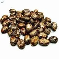 Oil Seeds - Castor