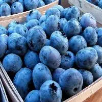 Fresh Berries Blueberry