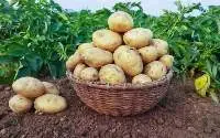 Quality Fresh Potato  