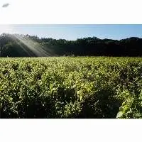Perilla Seed Oil Powder