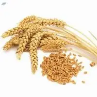wheat grain