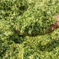 High Quality Mix Corn Silage