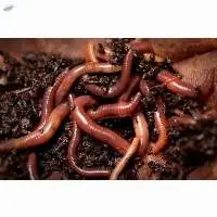 Organic Fertilizer - Earthworm