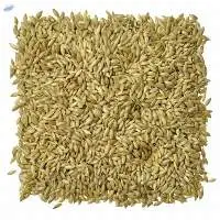 Best Canary seeds for Animal feed